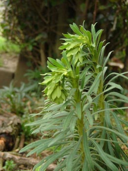 Euphorbia amygdaloidesAmandelwolfsmelk bestellen